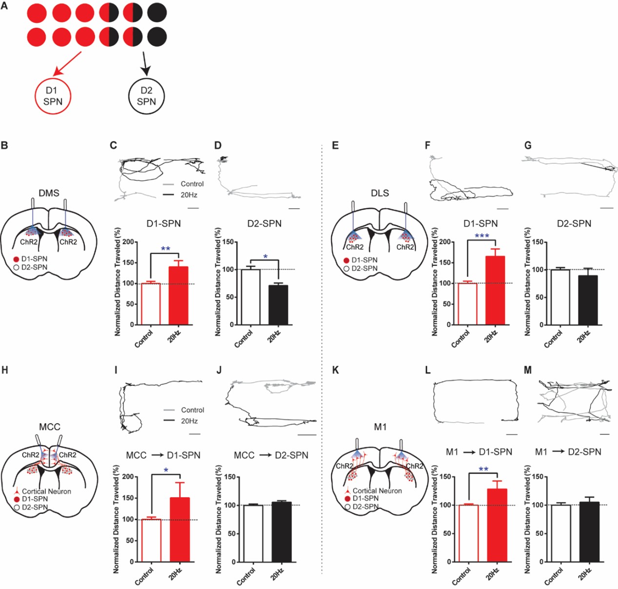 图2. 投射到纹状体直接通路和间接通路的皮层神经元不同地调控行为。