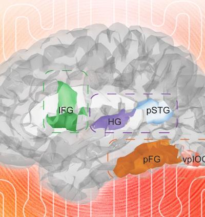 Speaking as a Window for Understanding, Developing, and Healing the Brain