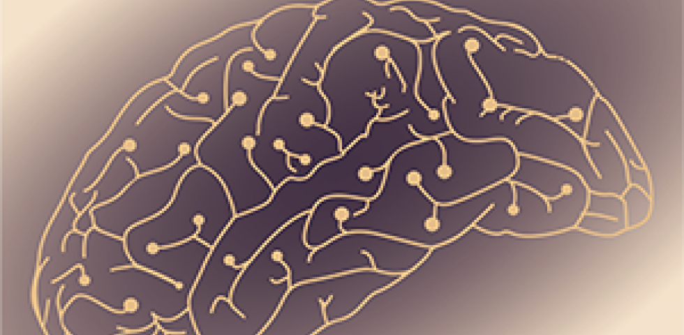 Seminar - Ann Duan: Prefrontal and Midbrain Contributions to Fast Executive Control of Behavior in the Rat