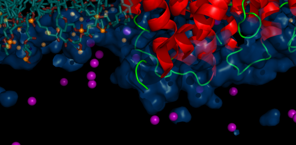  Altered Neuronal Oscillations in the NMDA Hypofunction Model of Schizophrenia