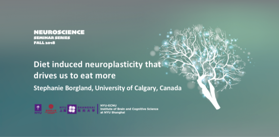 Diet Induced Neuroplasticity That Drives Us to Eat More