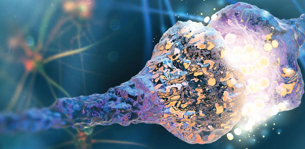 Mechanisms of Synapse Development and Axon Regeneration