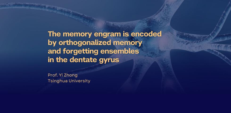 The memory engram is encoded by orthogonalized memory and forgetting ensembles in the dentate gyrus