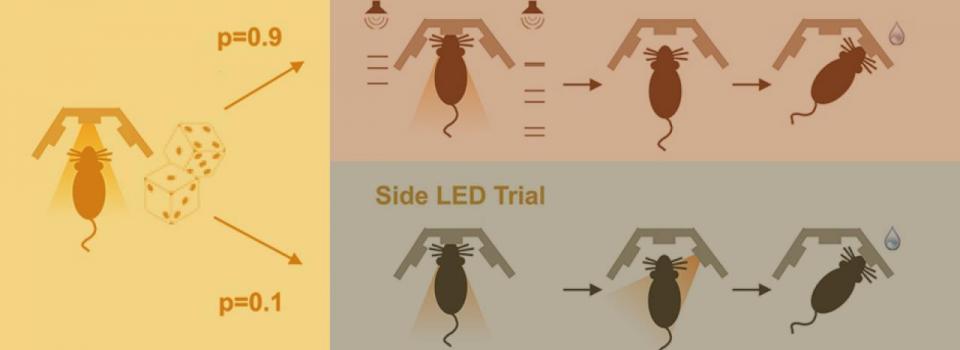 Rats Show Importance of Gradual Accumulation of Evidence in Decision-Making