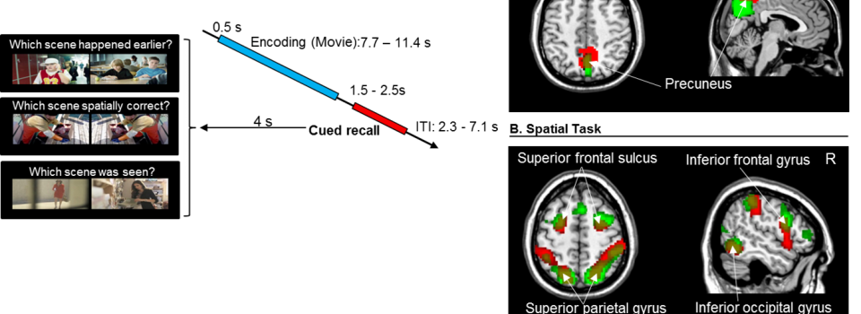 Sze Chai Kwok's Paper Published Online in Human Brain Mapping