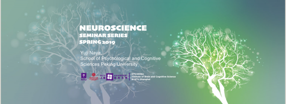 Spatial Representations of the Primate Declarative-Memory System