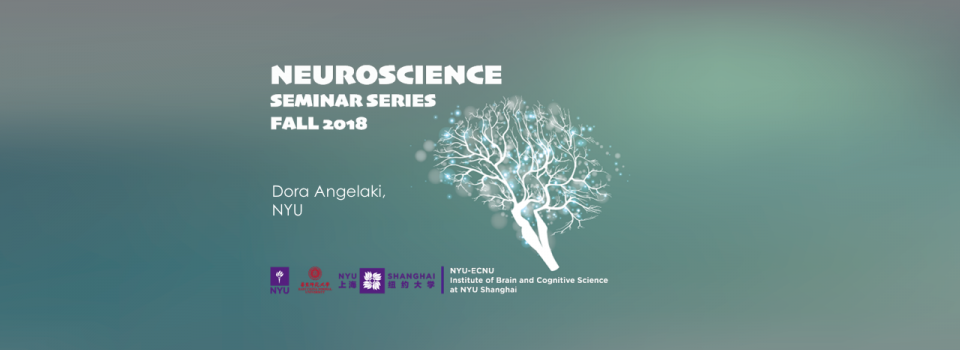 A Gravity-Based Three-Dimensional Compass in the Mouse Brain