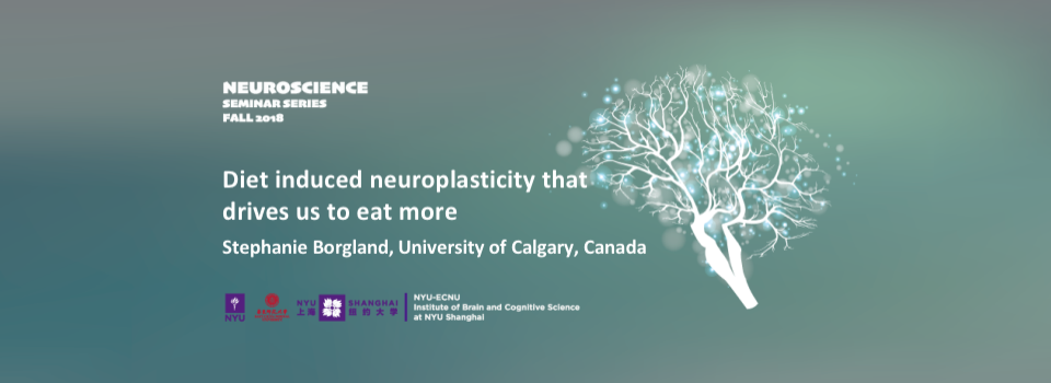 Diet Induced Neuroplasticity That Drives Us to Eat More