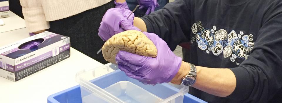 Uncovering the Mysteries of the Auditory System with Tom Yin at NYU Shanghai