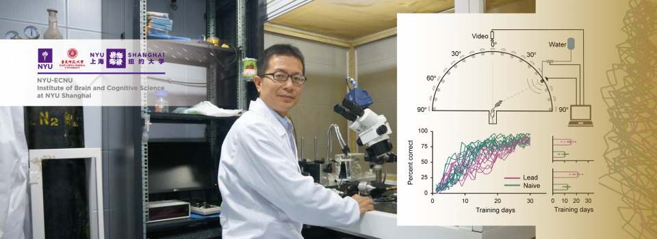 Lead Exposure-induced Hearing Impairments Can Be Remediated by Auditory Training