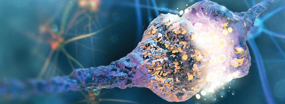 Mechanisms of Synapse Development and Axon Regeneration