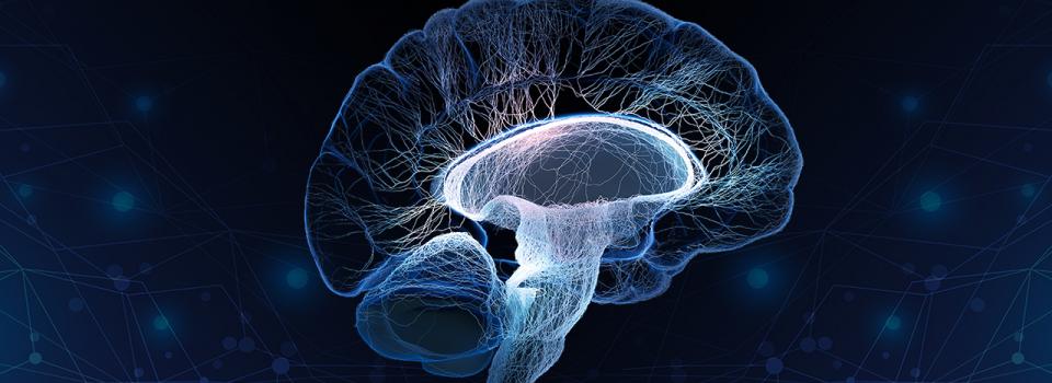 NYU Shanghai Faculty Develop Computer Model Explaining How Brain Learns to Categorize