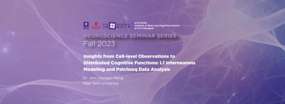 Insights from cell-level observations to distributed cognitive functions: L1 interneurons modeling and Patchseq data analysis