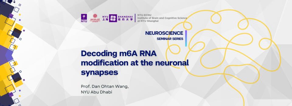 Decoding m6A RNA modification at the neuronal synapses
