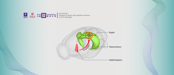 Acetylcholine in Regulating Hippocampal Oscillations