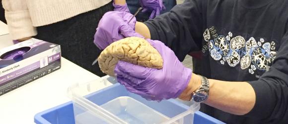 Uncovering the Mysteries of the Auditory System with Tom Yin at NYU Shanghai