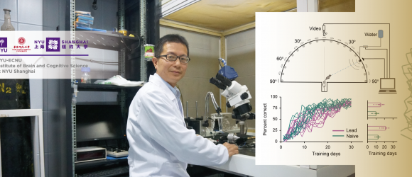Lead Exposure-induced Hearing Impairments Can Be Remediated by Auditory Training